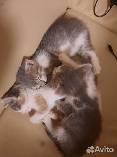 Мурчащее счастье