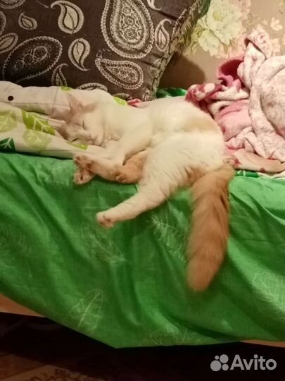 Турецкий ван