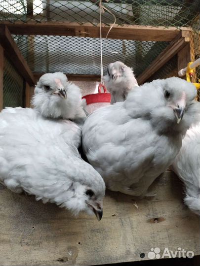 Амераукана лаванда