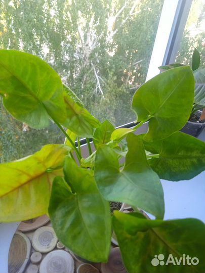 Сингониумы сортовые