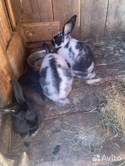 Кролик мясной породы