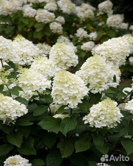 Гортензия метельчатая