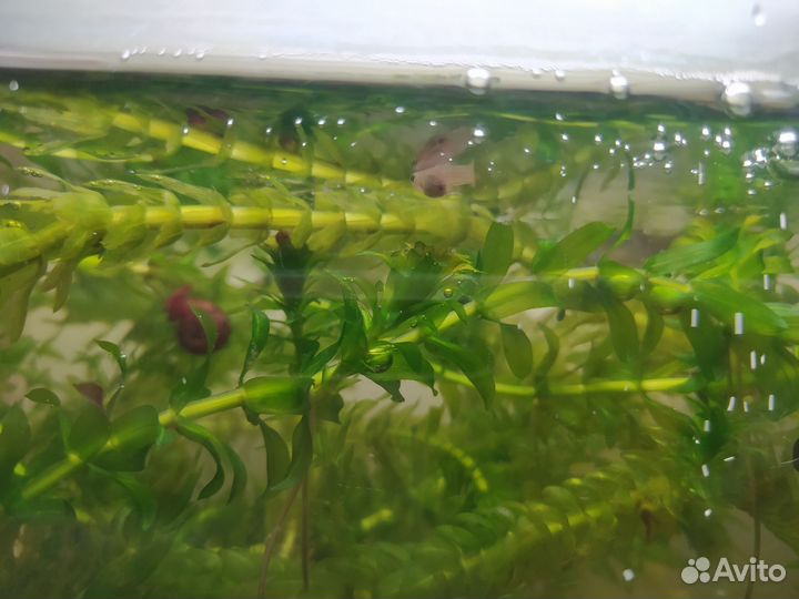 Улитки катушки