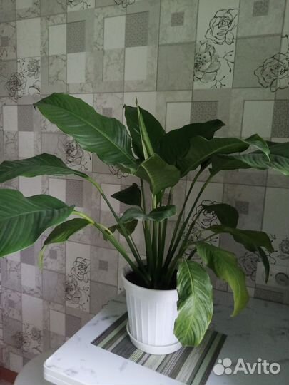 Спатифиллум