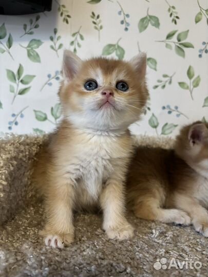 Британские котятки