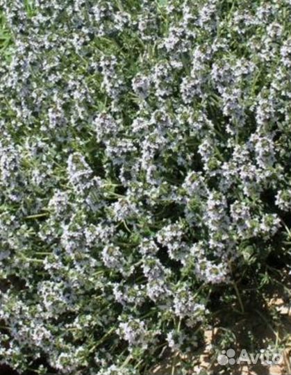 Растения для сада