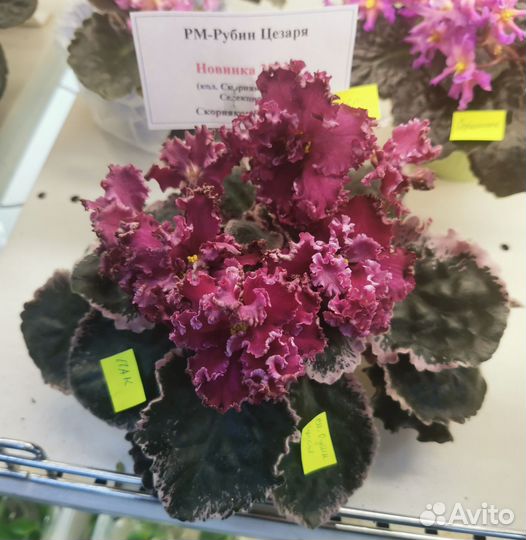 Фиалки сортовые цветущие