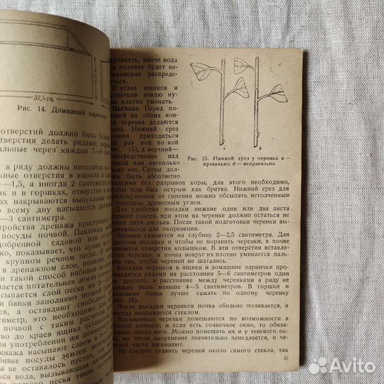 Комнатная культура лимонов - Капцинель 1937 г СССР