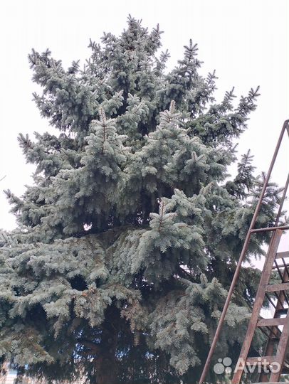 Ель голубая