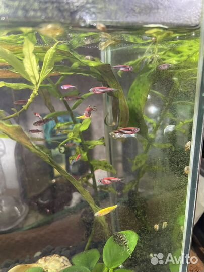 Данио-Рэрио