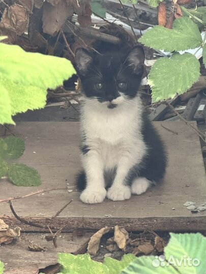 Котик в добрые руки