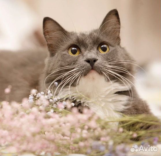 Пушистая красавица кошка Бель в добрые руки