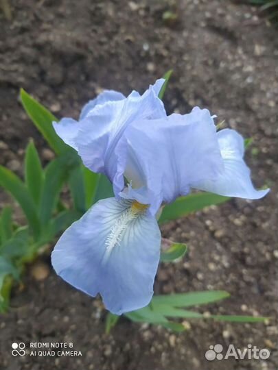Ирисы карликовые