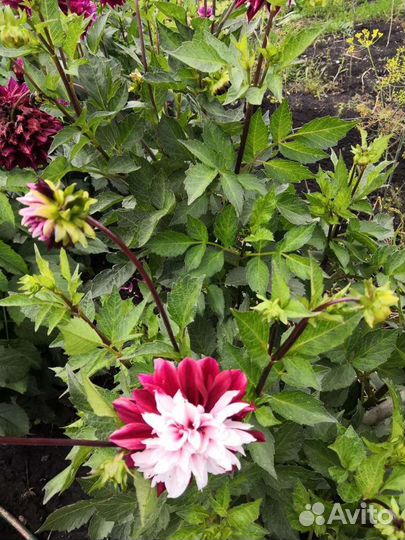 Клубни многолетних георгинов