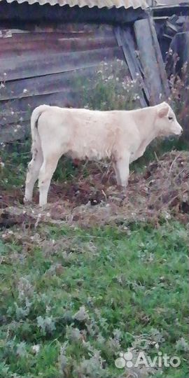 Коровы, телята