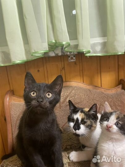 Котята в добрые руки даром