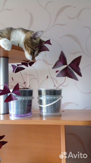 Кислица оксалис