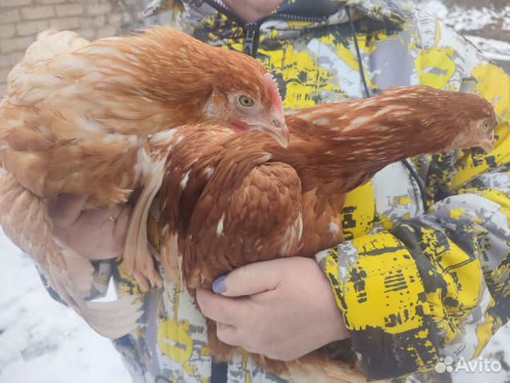 Куры Молодка Утята Гусята Бройлер