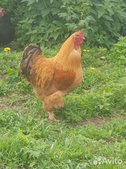 Куры Кучинские, несушки,домашние и цыплята