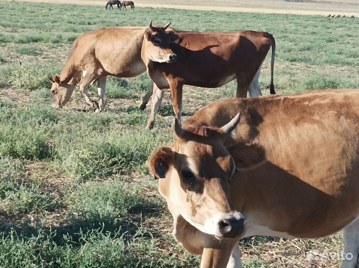 Телки 2022 года