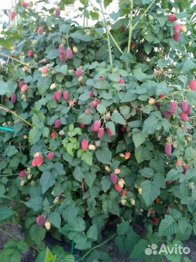 Куст ежемалины