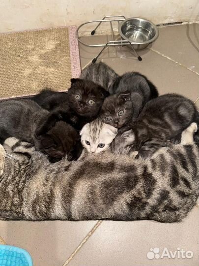 Шотландские вислоухие котята