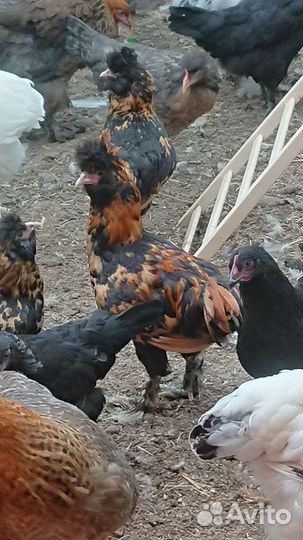 Петухи породные молодые