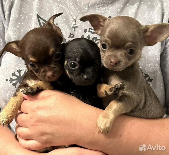 Щенки чихуахуа