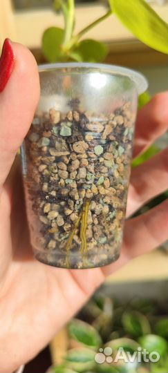 Филодендрон Сканденс Лемон Лайм