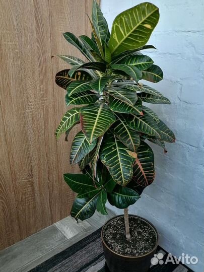 Кодиеум кротон