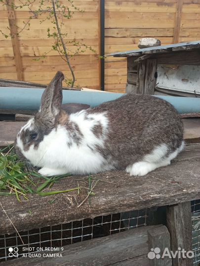 Кролики. Самцы для дальнейшего разведения