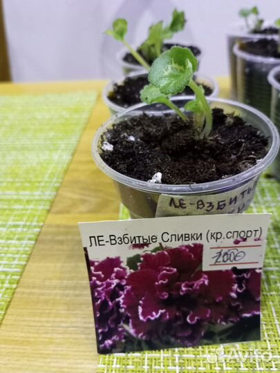 Детки