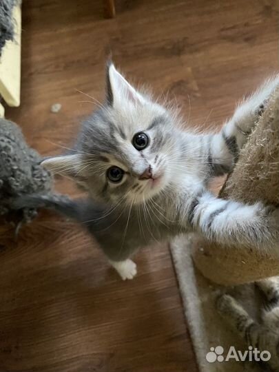 Британские котята
