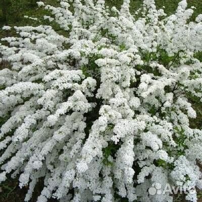 Спирея Вангутта (опт от 100 шт)