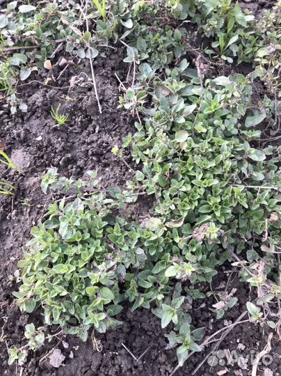 Душица, орегано, ладанка, материнка