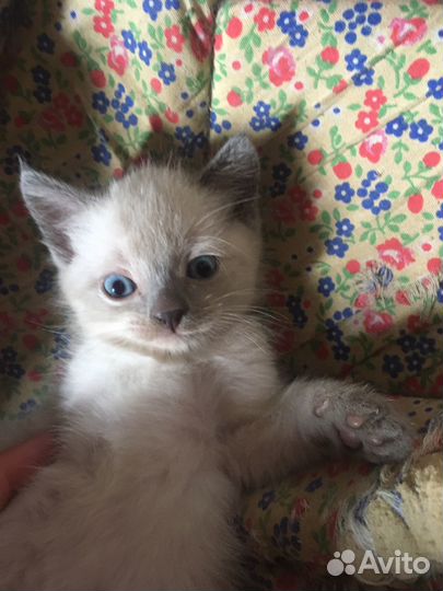 Британские котята