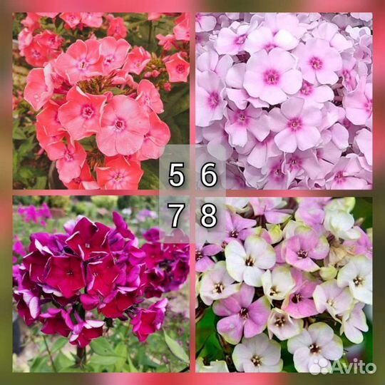 Флоксы сортовые из моего сада