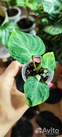 Филодендрон Веррукозум