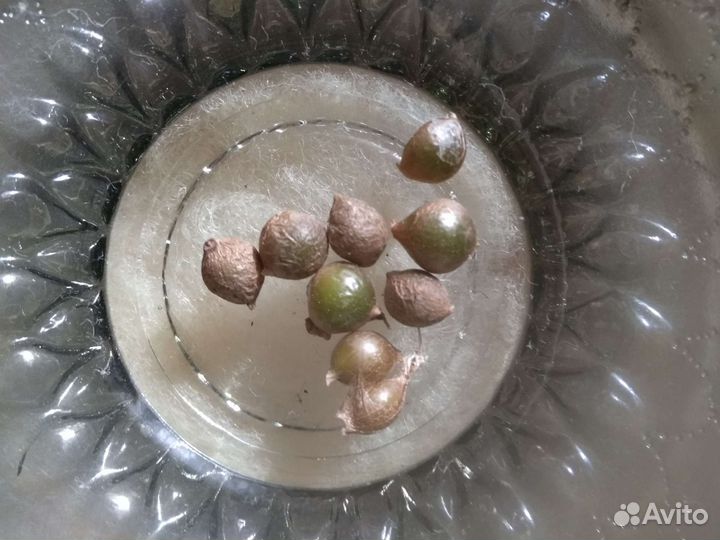 Индийский (Китайский) лук