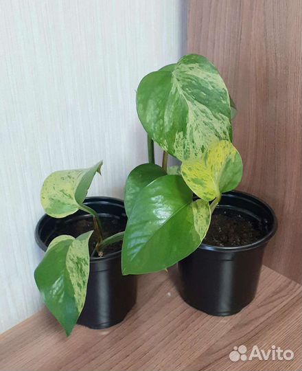Сциндапсус марбл квин marble queen