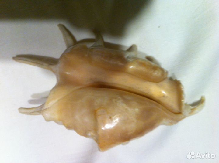 Набор морских раковин