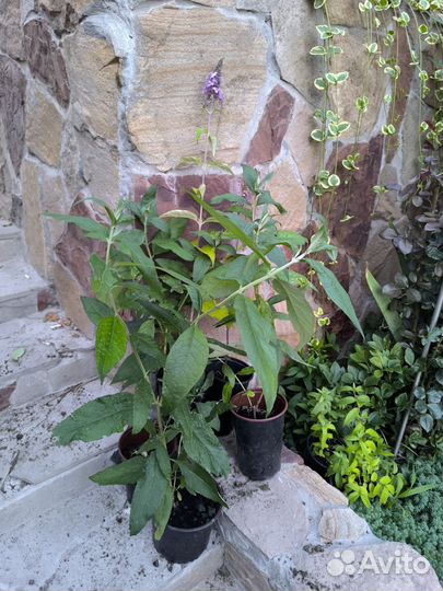 Будлея давида саженцы