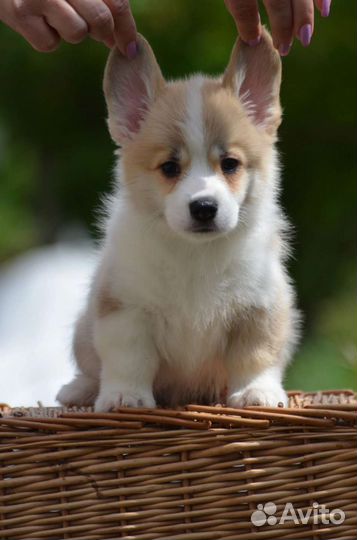 Малыши корги, мои любимки