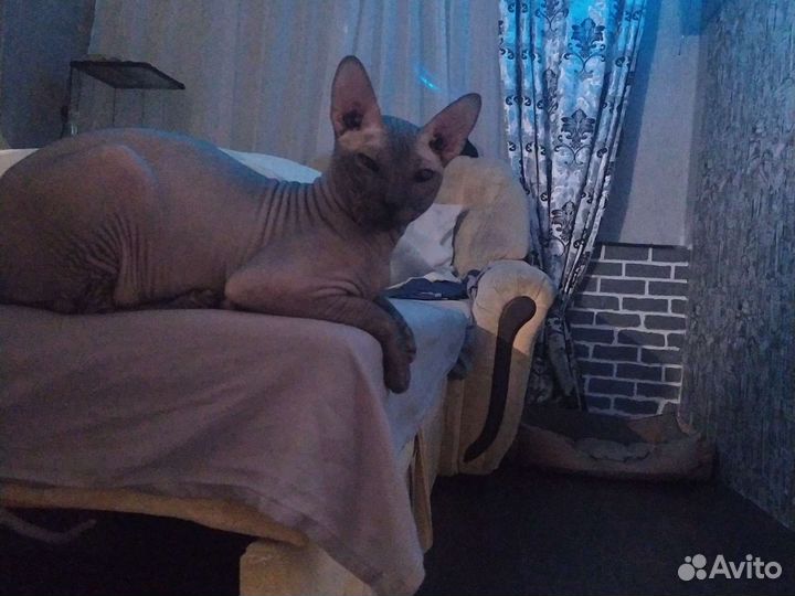 Сфинкс вязка