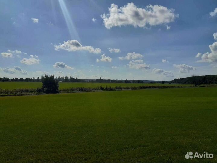 Рулонный газон /продажа/укладка