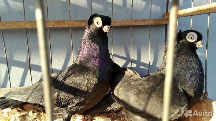 Продажа голубей