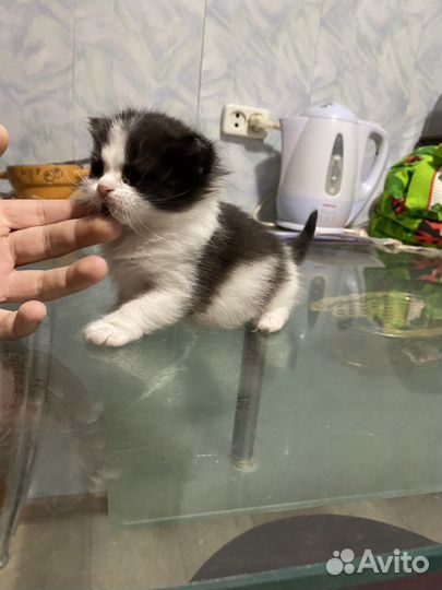 Кошка в дар
