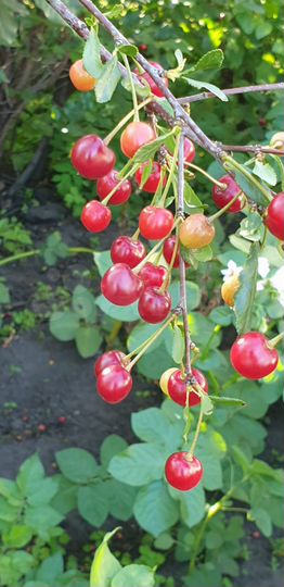 Дача 64 м² на участке 4 сот.