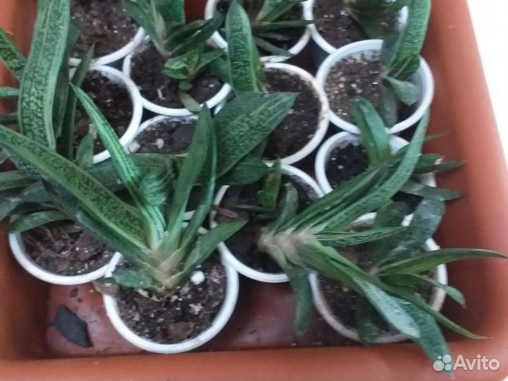 Суккуленты,декабрист