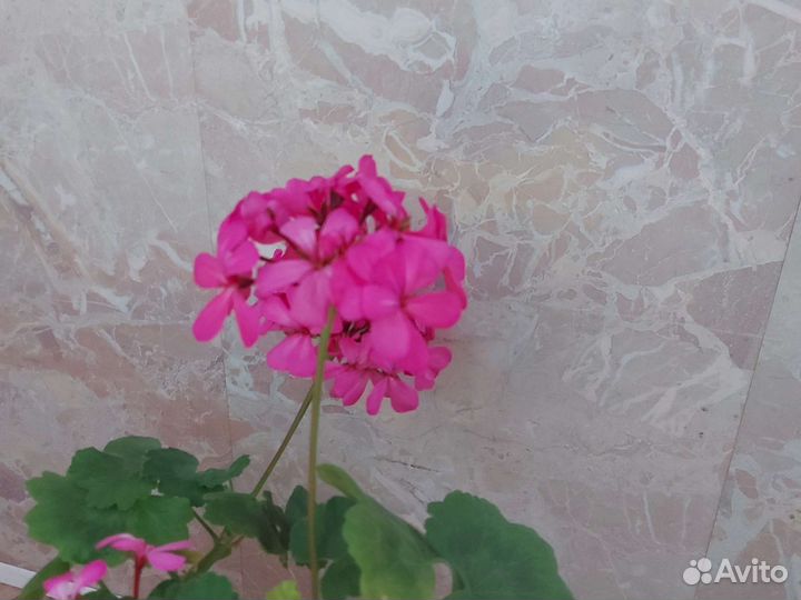 Пеларгония герань